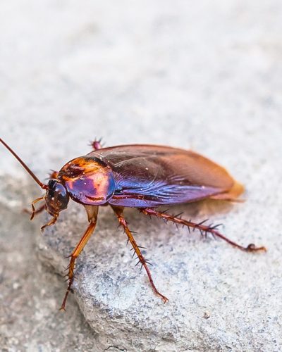 Cockroach control