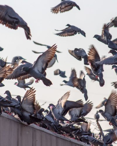 Pigeon control (1)