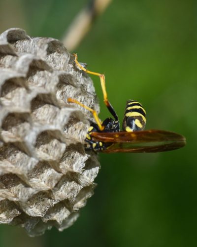 Wasp & hornet removal